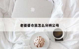 老婆婆仓鼠怎么分辨公母