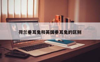 荷兰垂耳兔和英国垂耳兔的区别