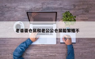 老婆婆仓鼠和老公公仓鼠能繁殖不