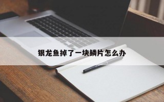 银龙鱼掉了一块鳞片怎么办