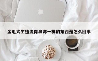 金毛犬生殖流像鼻涕一样的东西是怎么回事