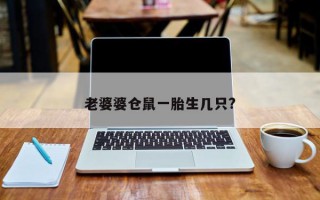 老婆婆仓鼠一胎生几只?