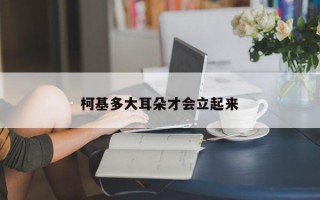 柯基多大耳朵才会立起来