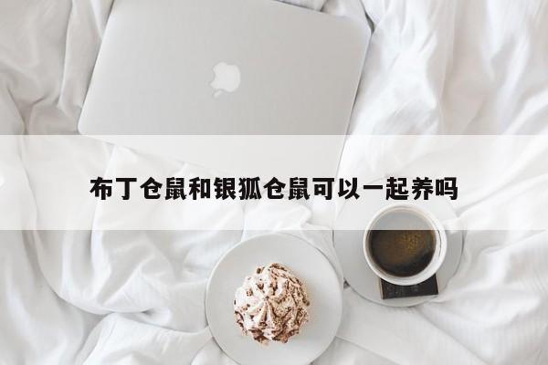 布丁仓鼠和银狐仓鼠可以一起养吗-第1张图片-百科网-生活百科,科技百科,汽车百科,财经百科,情感百科,数码百科,旅游百科,运动百科,宠物百科,花鸟鱼虫等百科大全