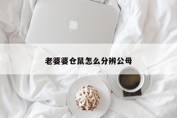 老婆婆仓鼠怎么分辨公母-第1张图片-百科网-生活百科,科技百科,汽车百科,财经百科,情感百科,数码百科,旅游百科,运动百科,宠物百科,花鸟鱼虫等百科大全